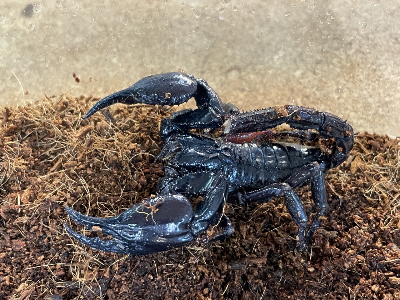 マレーキャンサースコーピオン(1)