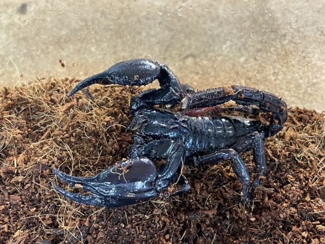 マレーキャンサースコーピオン