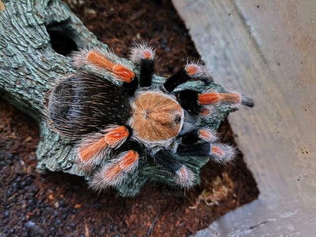 メキシカンファイアーレッグ