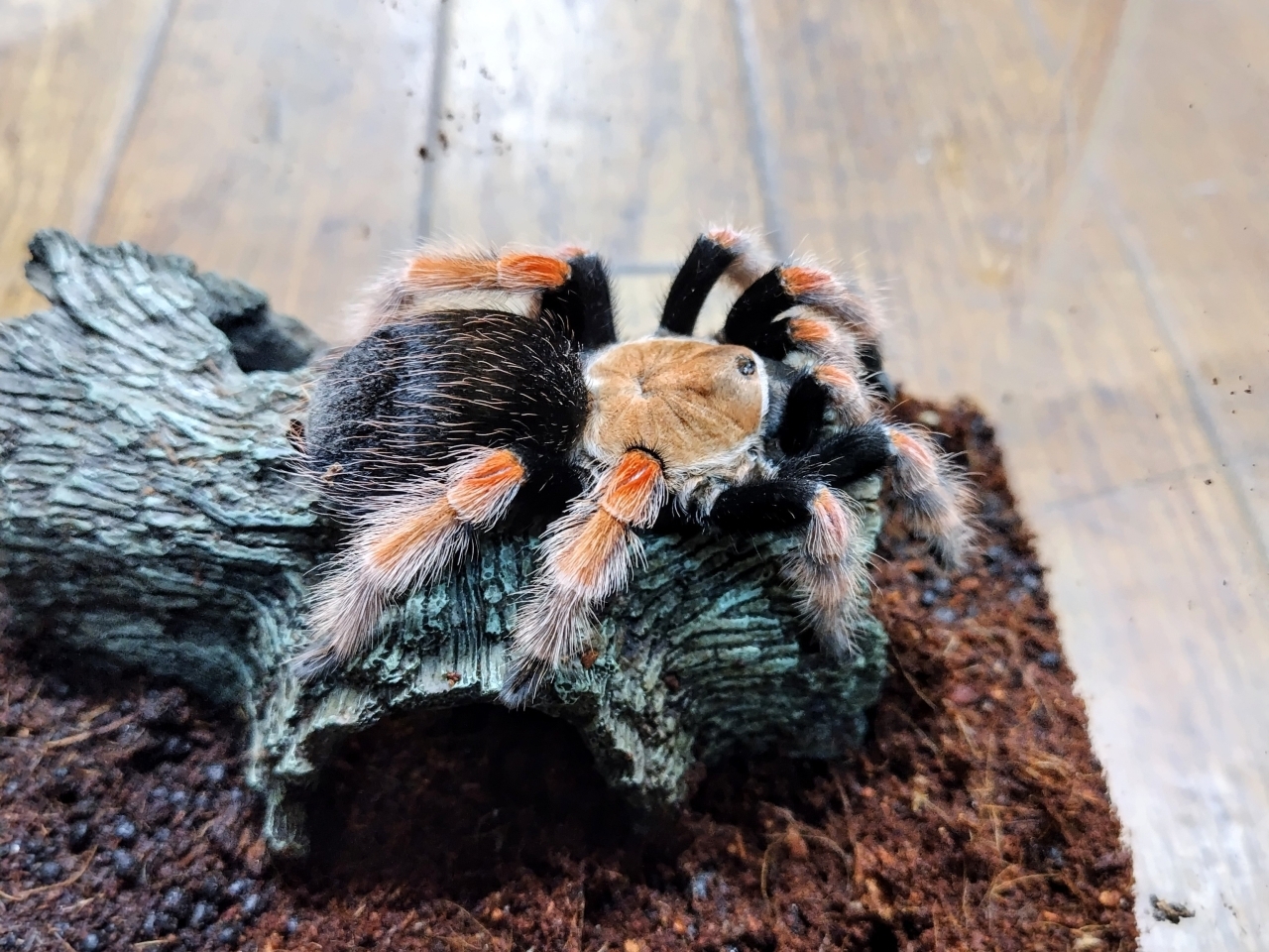 メキシカンファイアーレッグ(2)