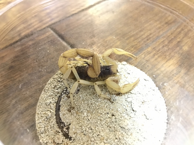 デザートヘアリースコーピオン