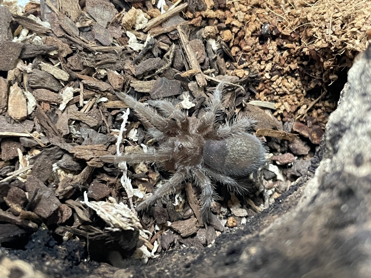 ブラジリアンブラック(1)