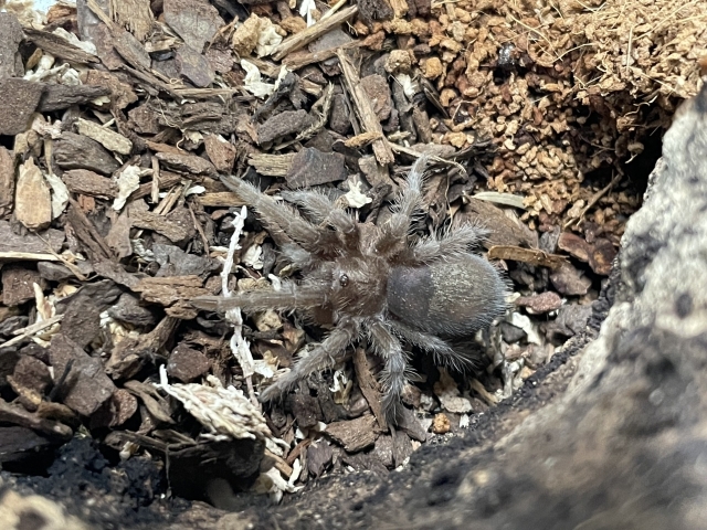 ブラジリアンブラック