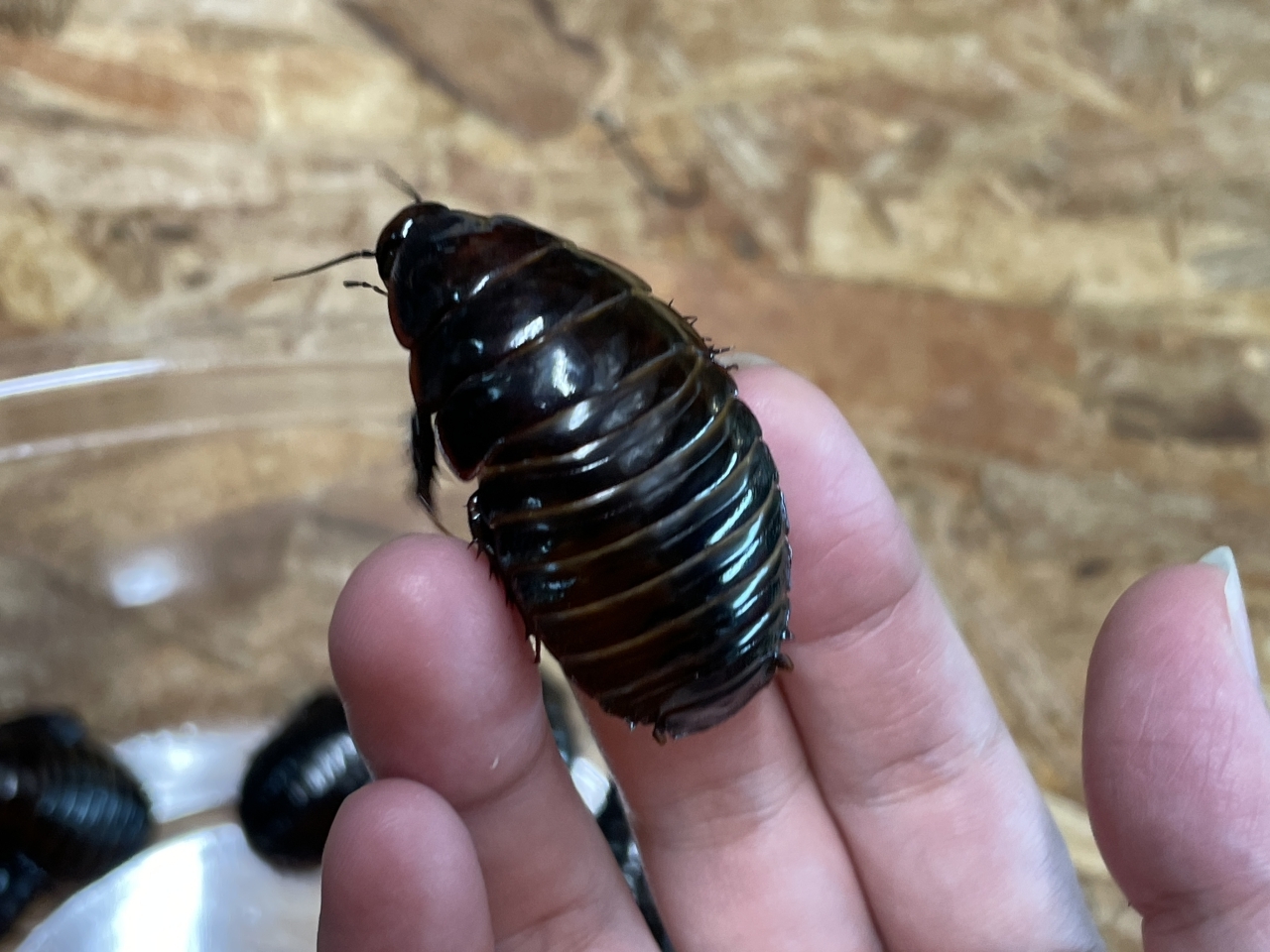 ヨロイモグラゴキブリ(2)