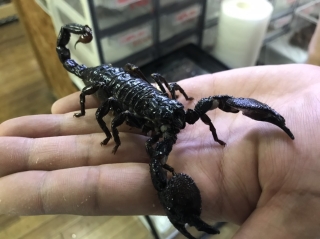 ダイオウサソリ