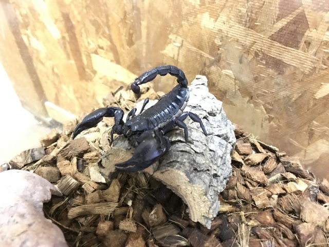アジアンフォレストスコーピオン