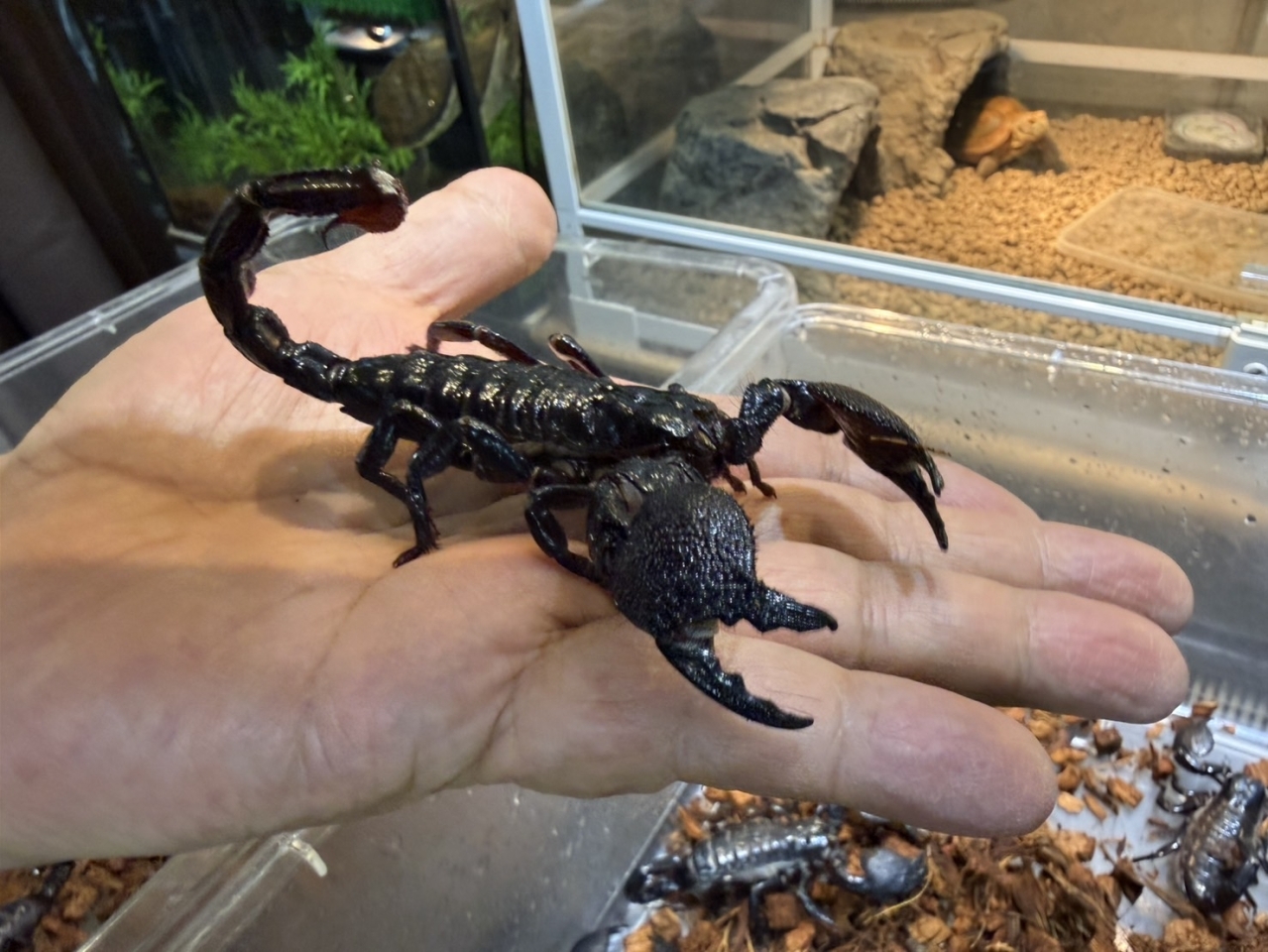 ダイオウサソリ(3)