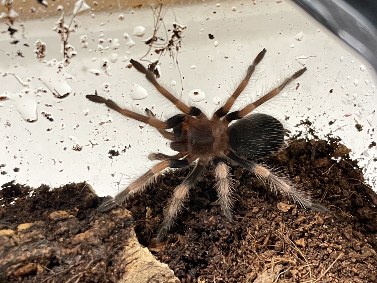 メキシカンレッドニー(1)