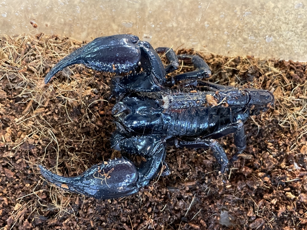 マレーキャンサースコーピオン(2)