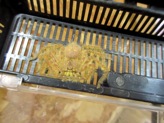 マレーシアンオレンジハンツマンスパイダー