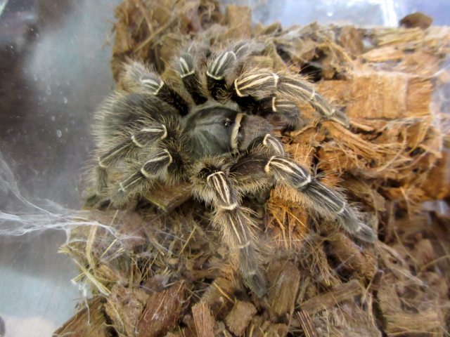 コスタリカゼブラレッグ