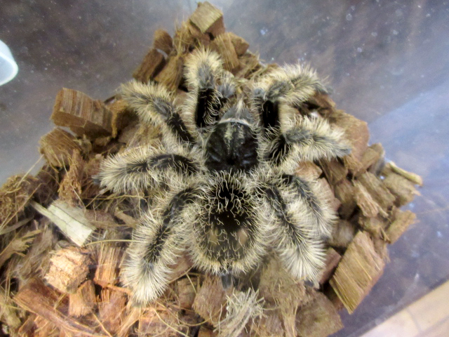 カーリーヘアータランチュラ