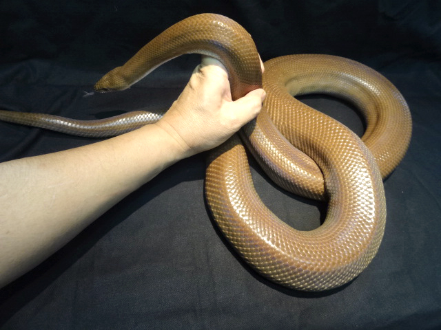 コロンビアレインボーボア(6)