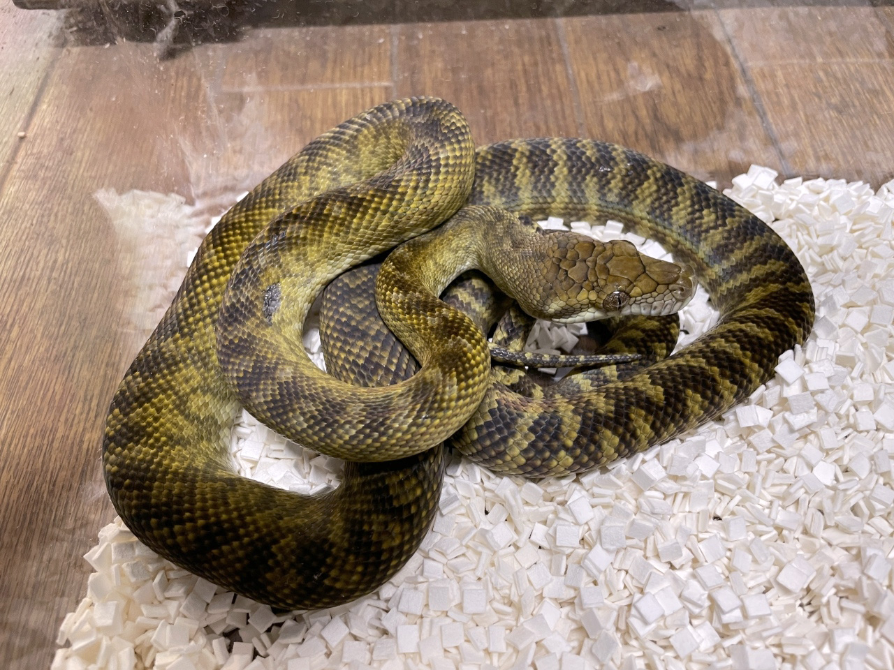 マルクパイソン(10)