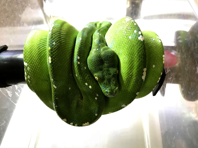 グリーンパイソン