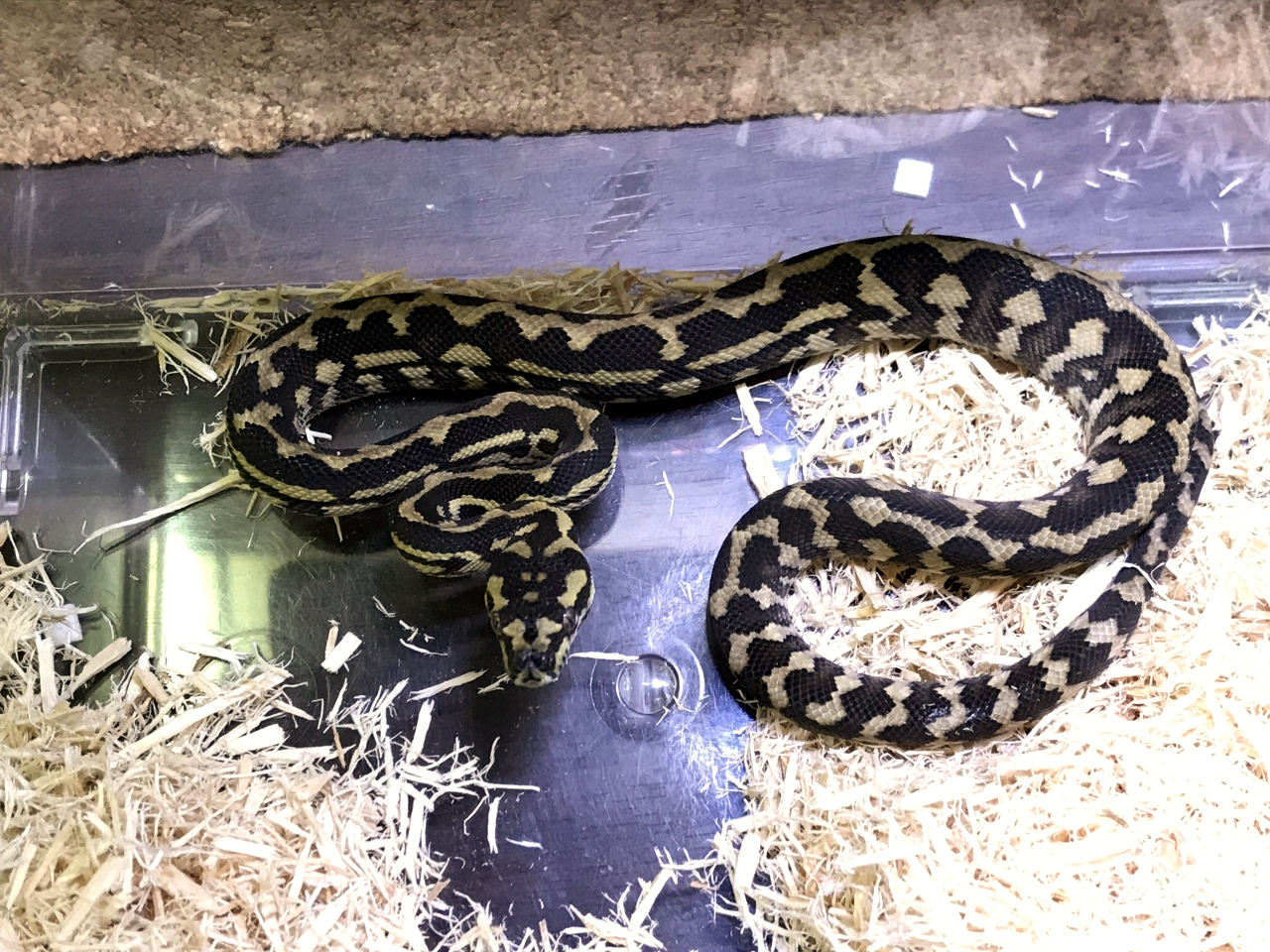 ジャングルカーペットパイソン(4)