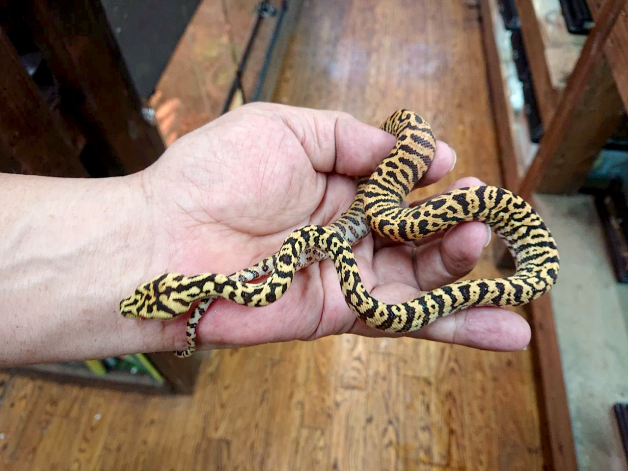 カーポンドロ(7)