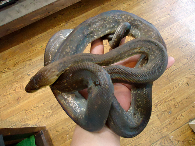 マクロットパイソン(5)