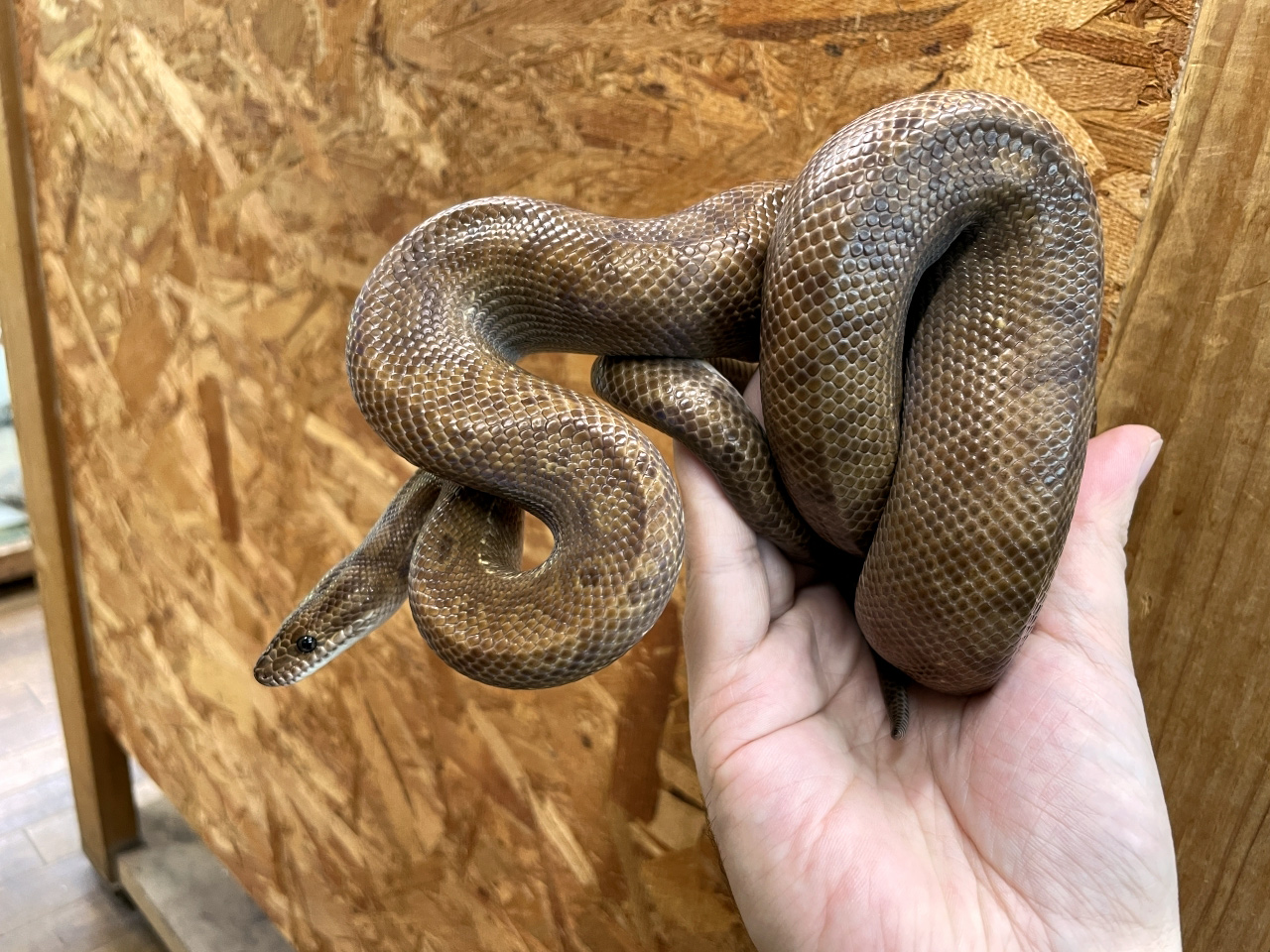 コロンビアレインボーボア(3)