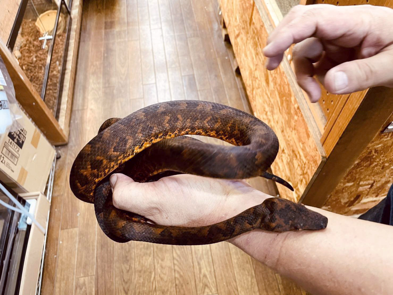 ビブロンボア(2)