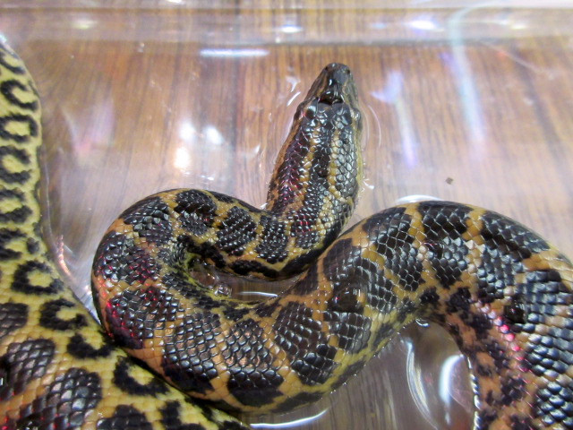 イエローアナコンダ(6)