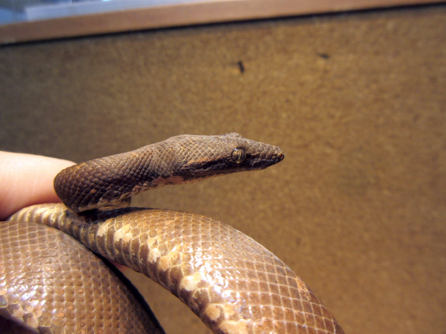 ビブロンボア(12)