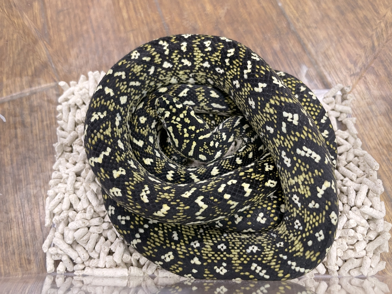 ダイヤモンドカーペットパイソン(3)