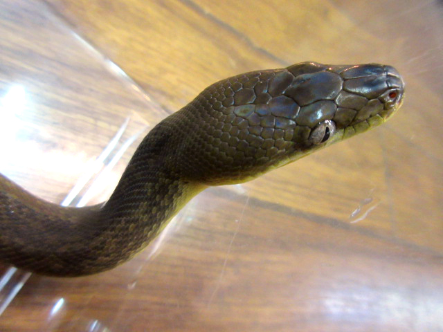 マクロットパイソン(10)