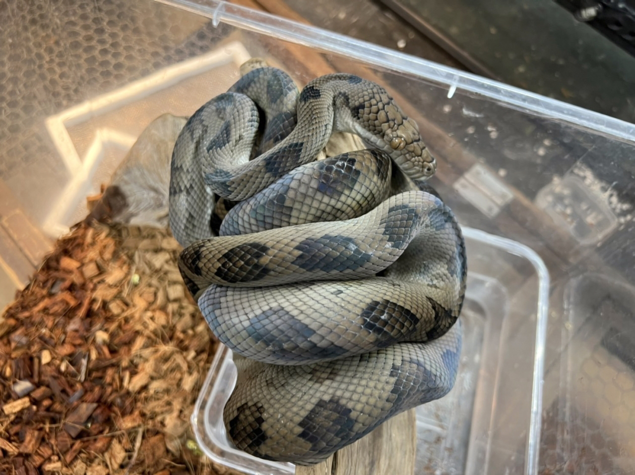 ハルマヘラパイソン(8)