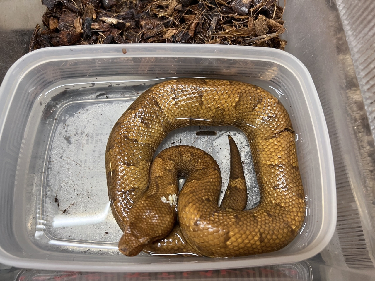 バイパーボア(5)