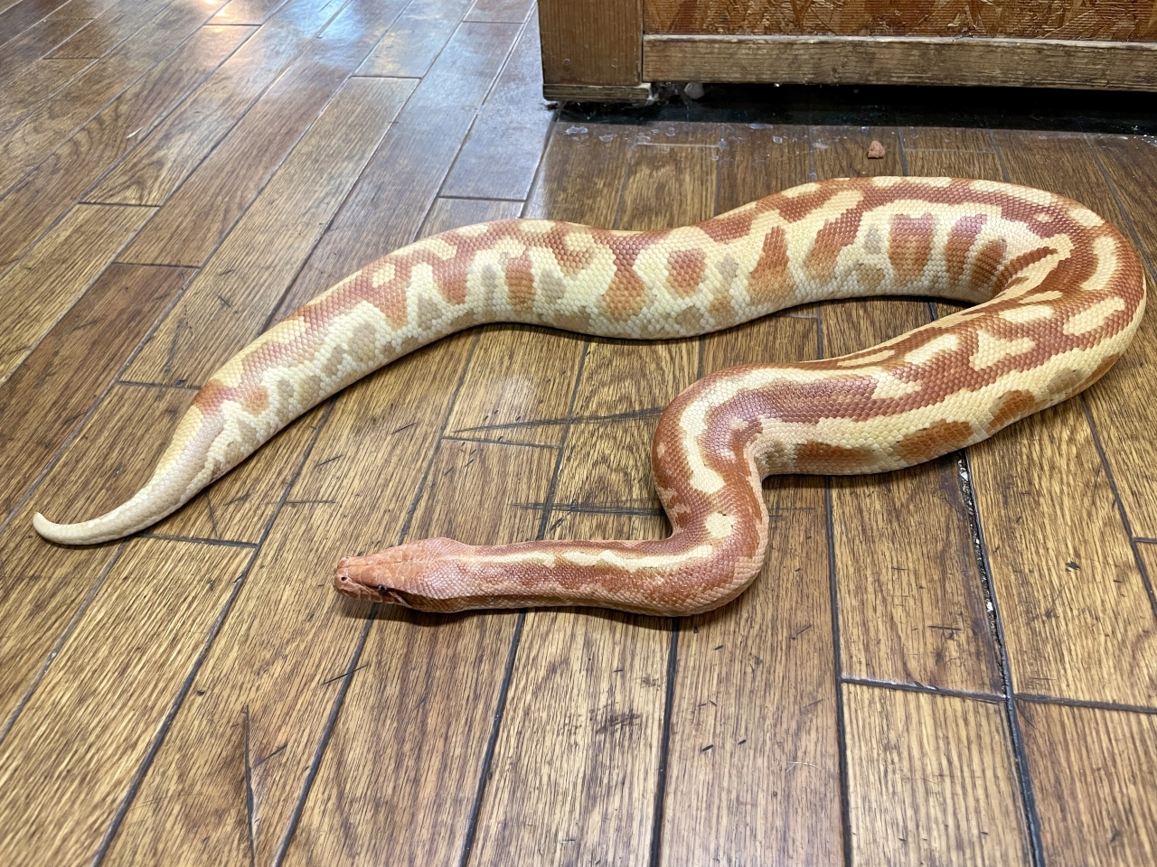 マラヤンブラッドパイソン(12)