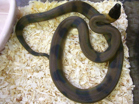リングパイソン(3)