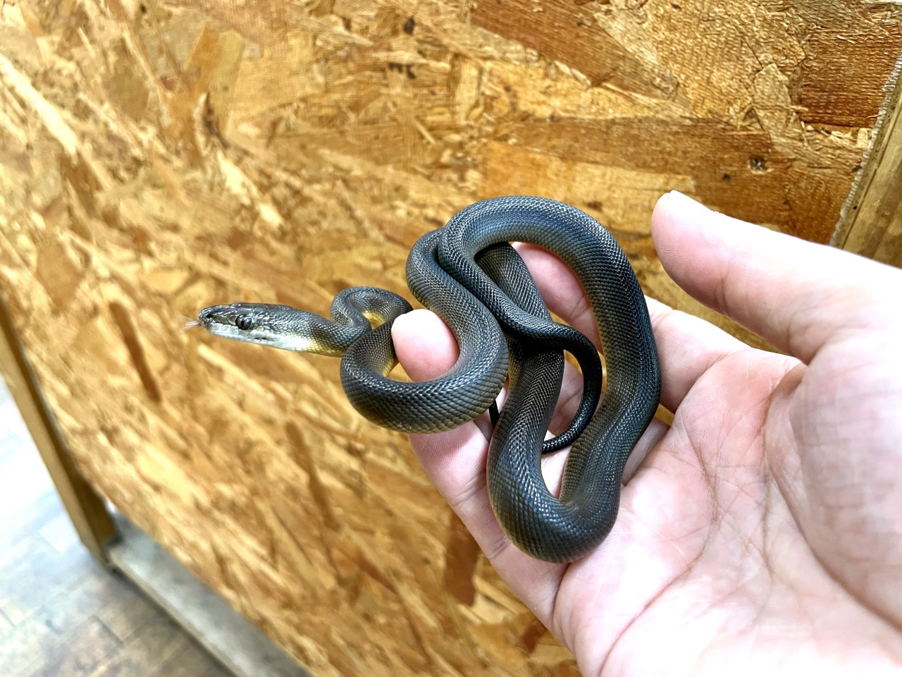 ウォーターパイソン(9)