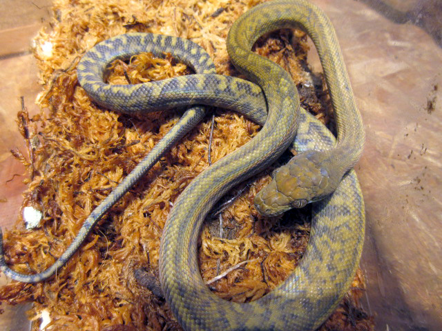 マルクパイソン(11)