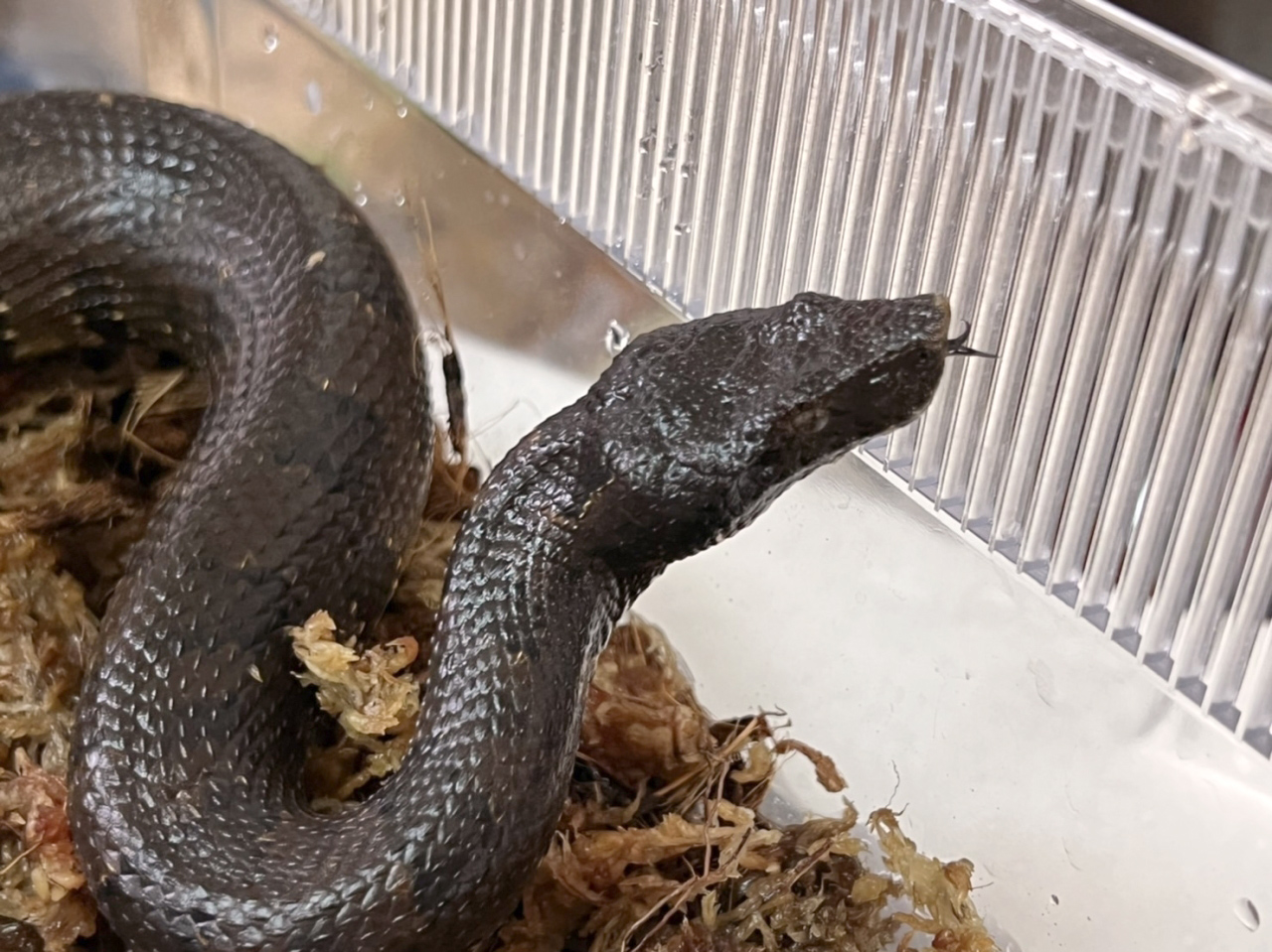 バイパーボア(10)