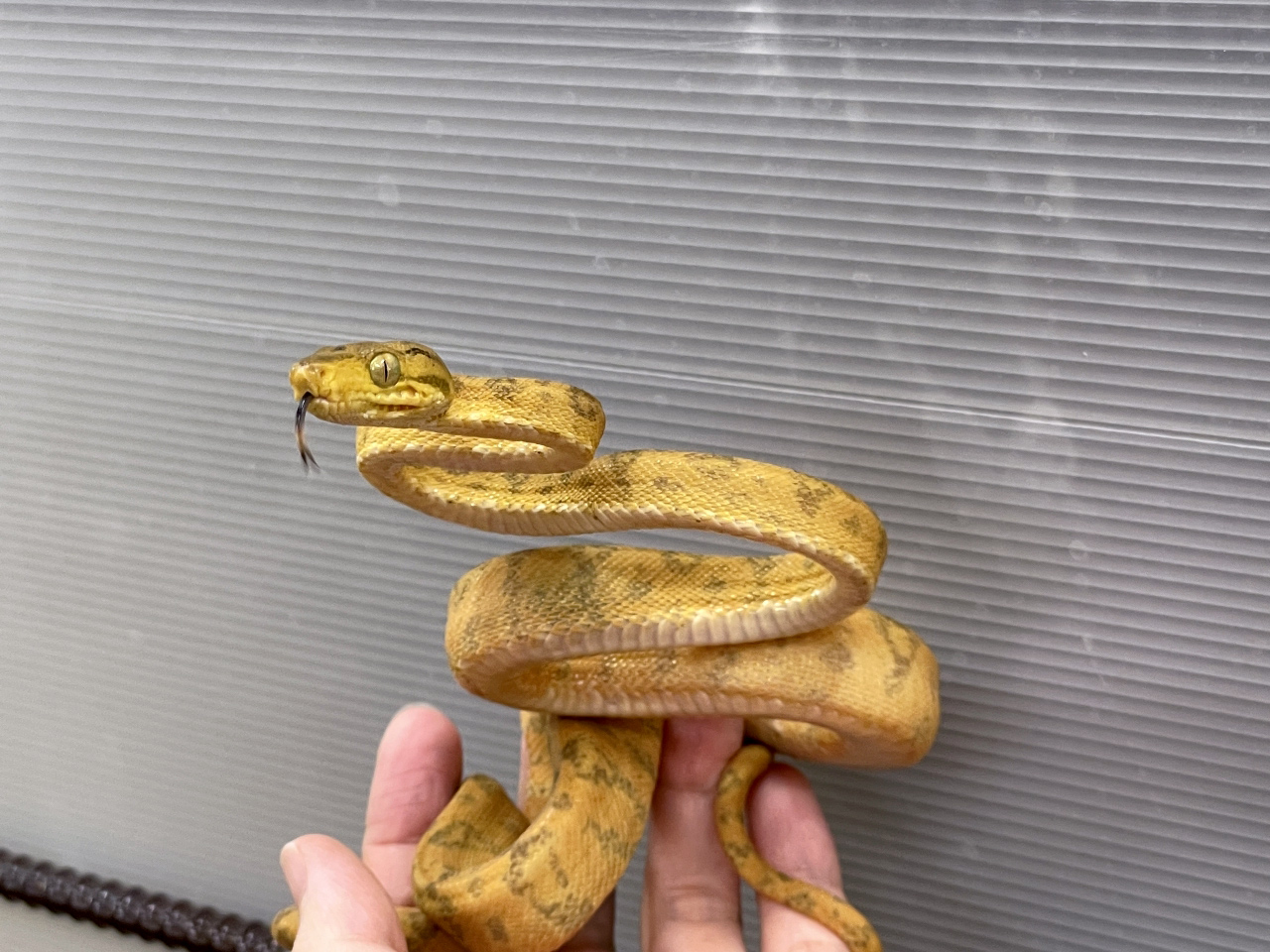 ガーデンツリーボア(5)