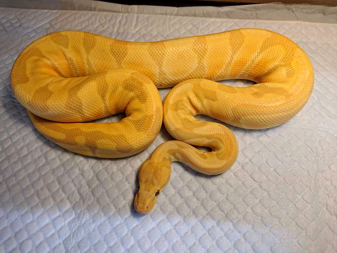 ボールパイソン(7)