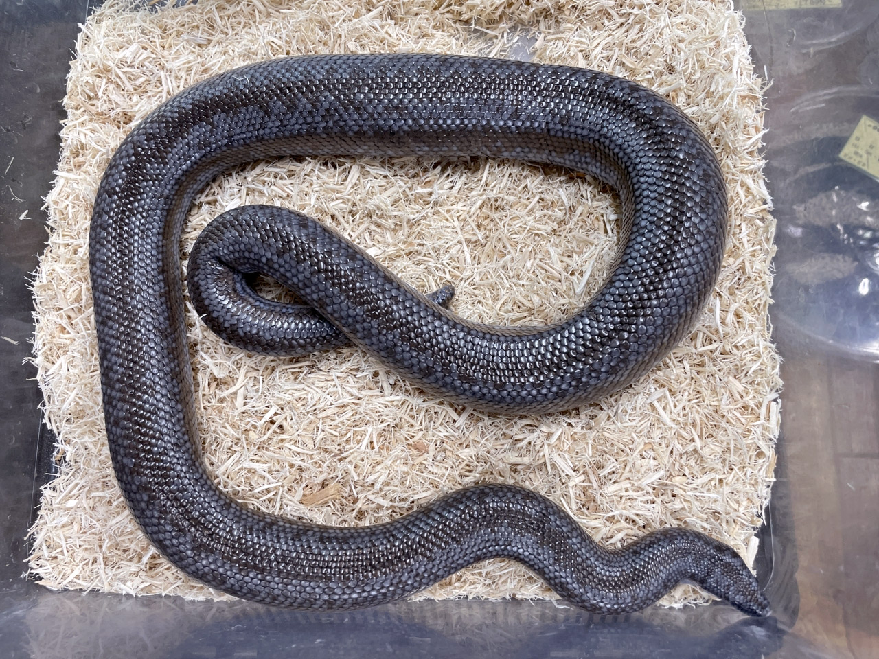 キタロージーボア(2)