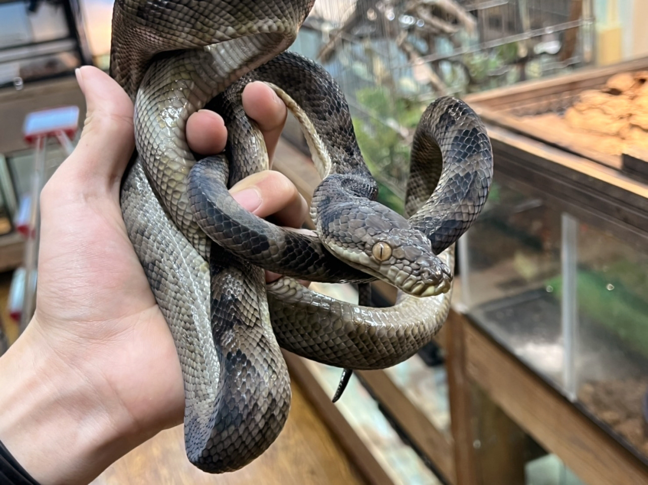 ハルマヘラパイソン(11)