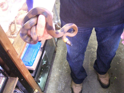 リングパイソン(4)