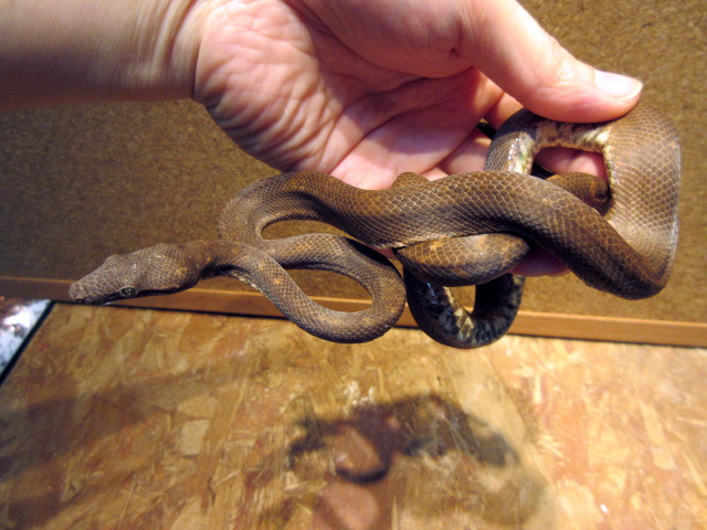 ビブロンボア(10)