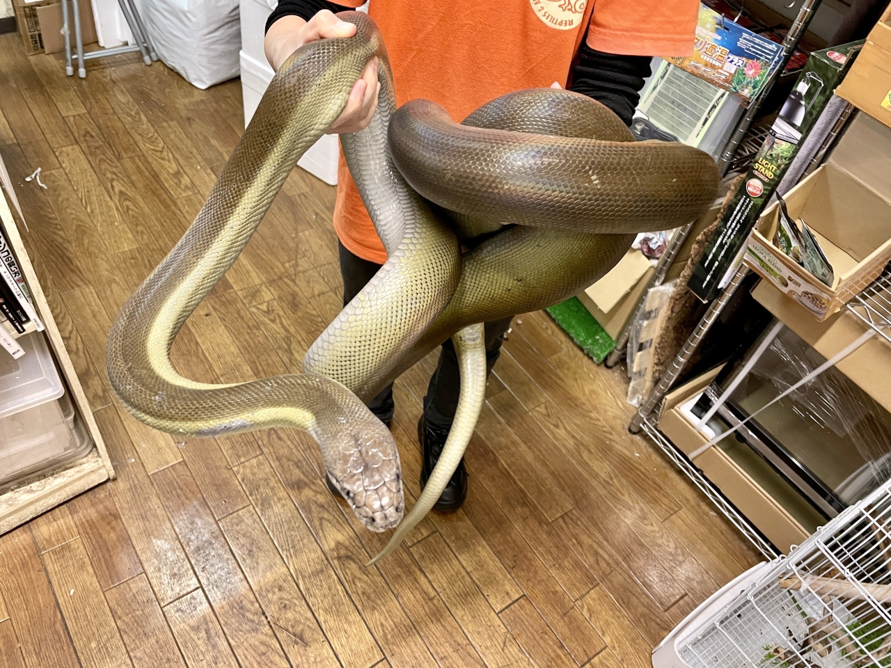 パプアンパイソン(7)