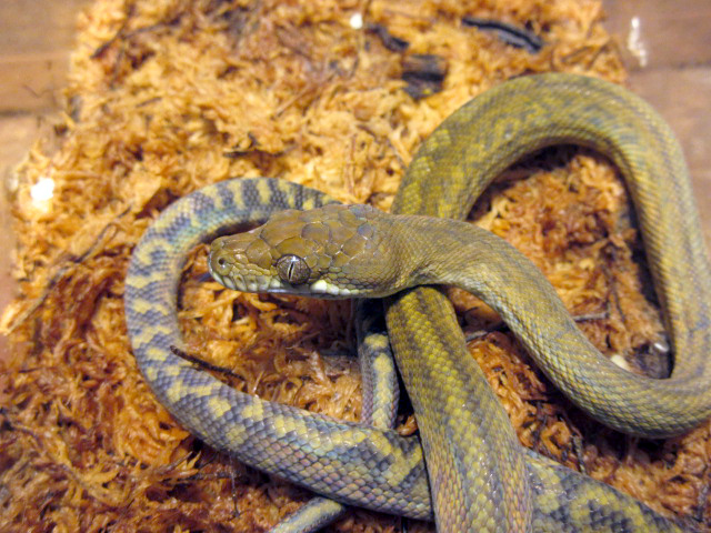 マルクパイソン(12)