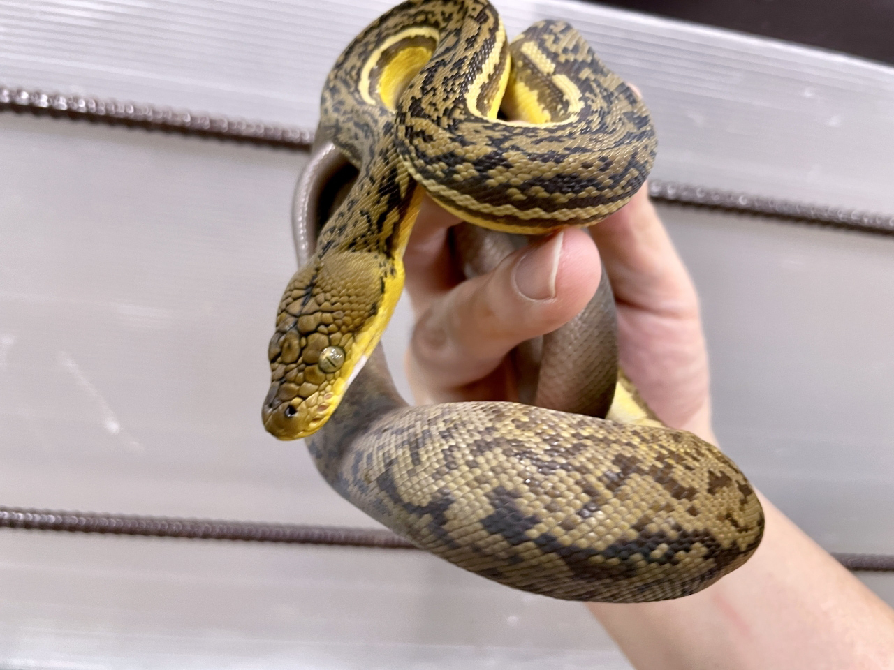 チモールパイソン(1)