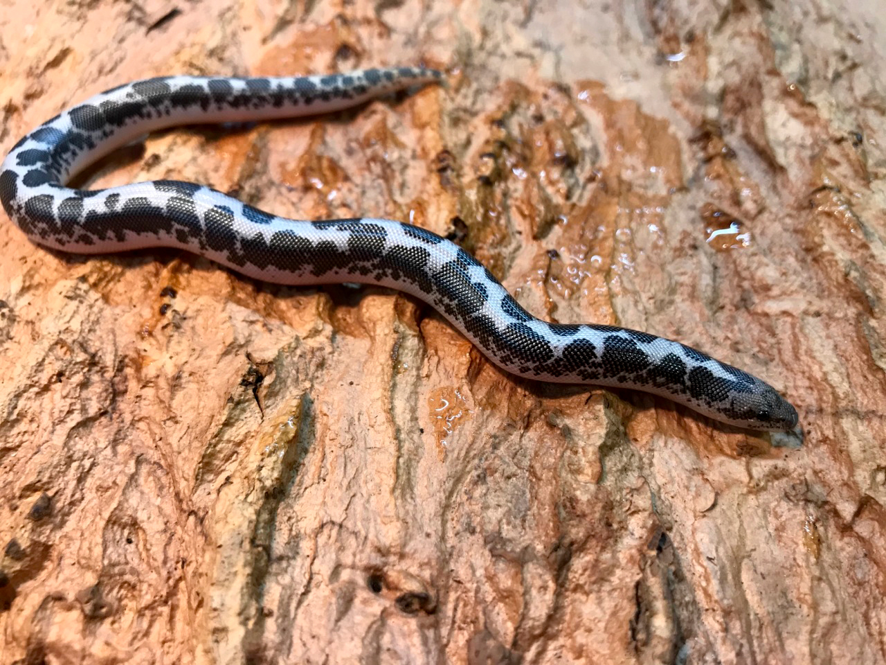 ケニアサンドボア(6)