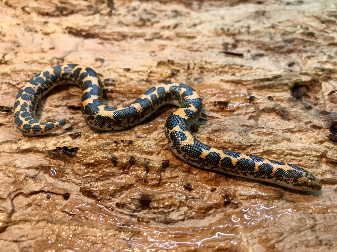 ケニアサンドボア(4)