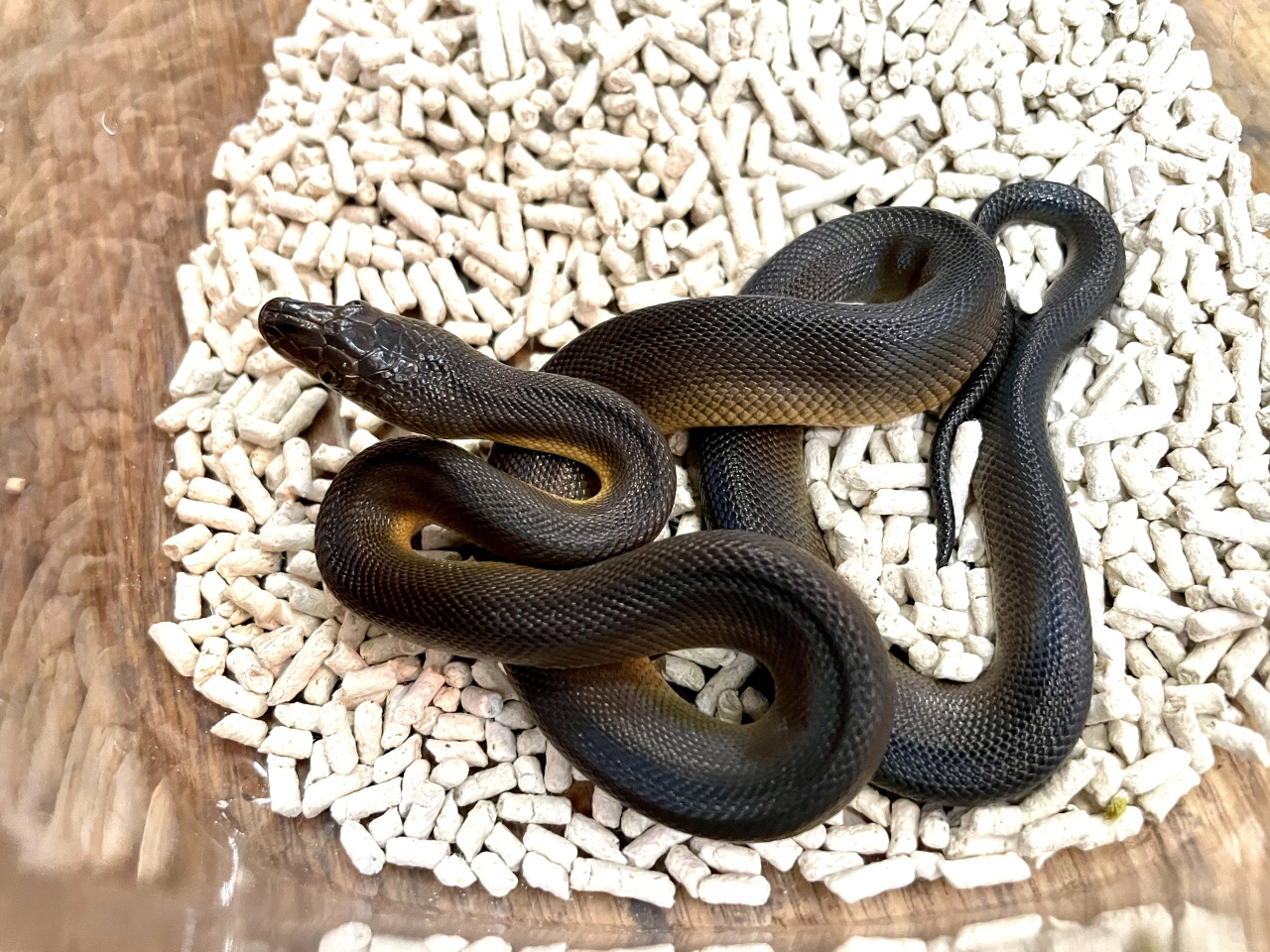 ウォーターパイソン(6)