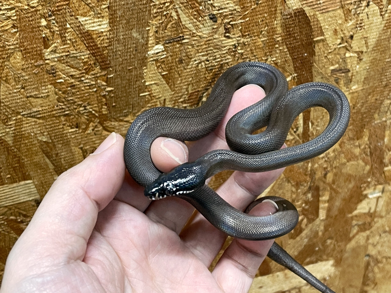 アルバーティスパイソン(5)