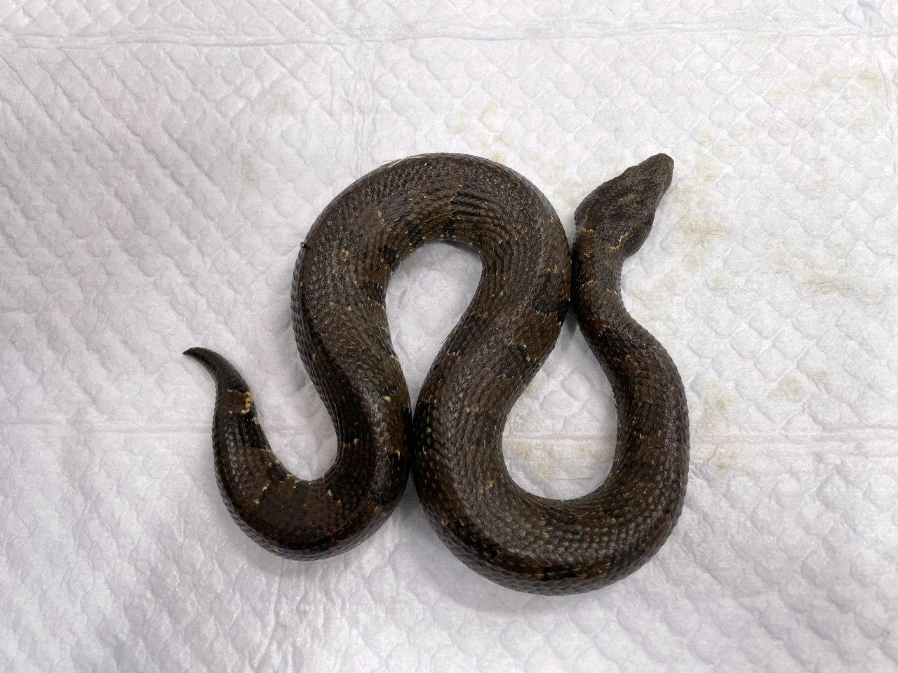 バイパーボア(6)