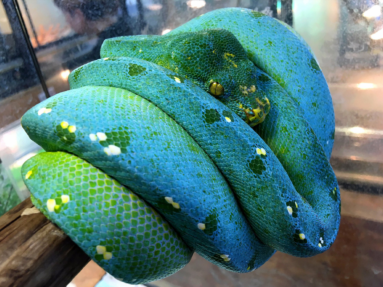 グリーンパイソン(6)